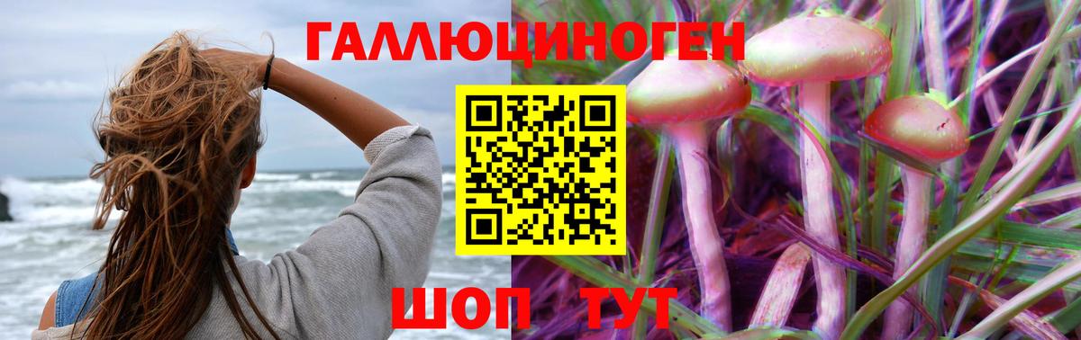 Псилоцибиновые грибы Psilocybe Черногорск